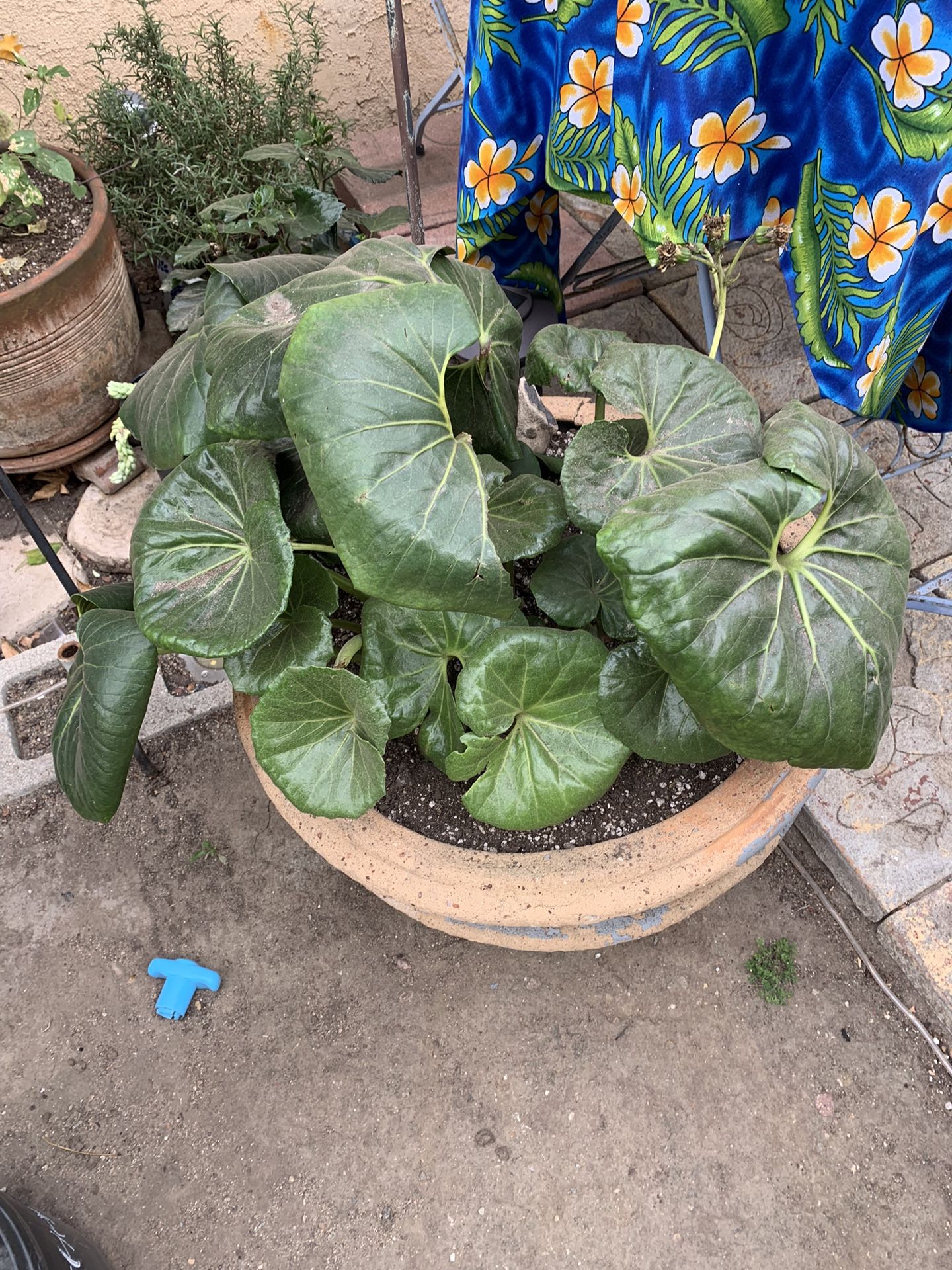 Free leopard plant for Sale in San Diego, CA OfferUp