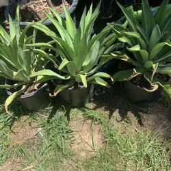 Ornomental Agaves