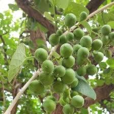 LASODA ( Cordia Fruit) Gunda Plant