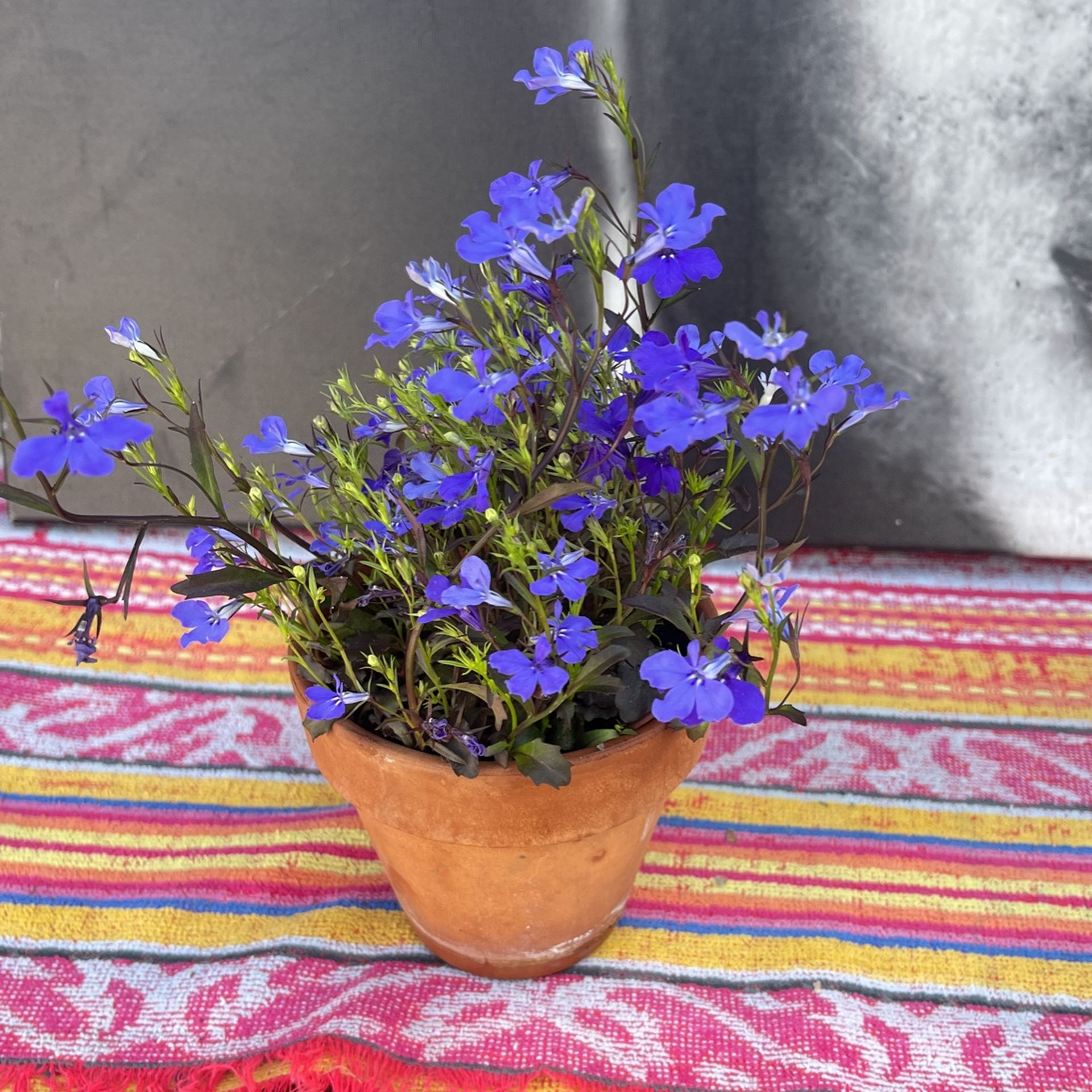 Purple Small Flowers 