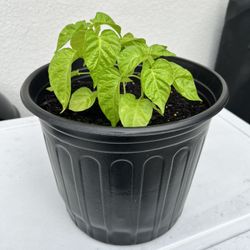 Trinidad Pimento Pepper Plants In 5 Gallon Pots 