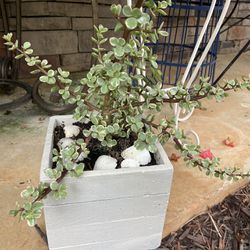 Jade Plant In Cement Planter