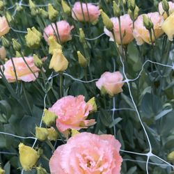 Florist Cut Flowers! Champagne Color Perfect For Events Weddings 