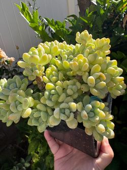 Succulents