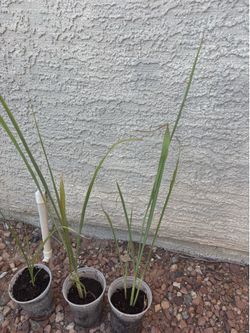 Live Healthy Rooted Herbal Lemongrass Plant $5 each