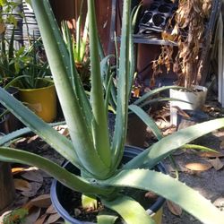 Plantas Grandes De Sábila A$22 Cada Una Envíe Texto Y Pregunte 