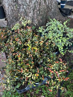 Summer Sunset Jasmine – Fragrant Flowering Vine