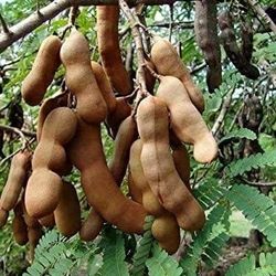 Tamarindo Trees 1gallon 3ft Tall 