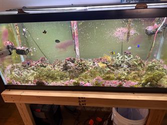75 gallon saltwater aquarium