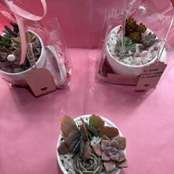 Succulents Arrangements 