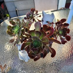 Succulent that looks like roses