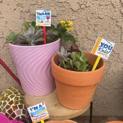 Teacher Or Mothers Day Gifts!! Potted Ceramic Pots 