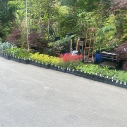 Huge New Load Of PERENNIAL plants