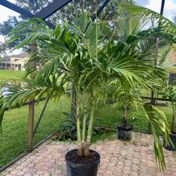 Christmas palm, adonidia merrillii (15g triple)