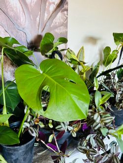 Plants for sale 10 each