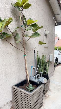 Fig Tree