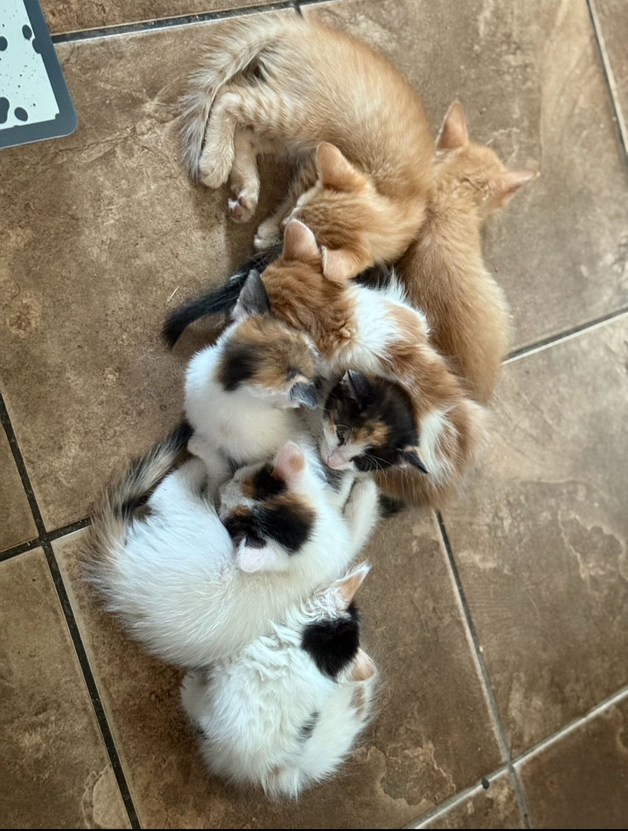 Cat House