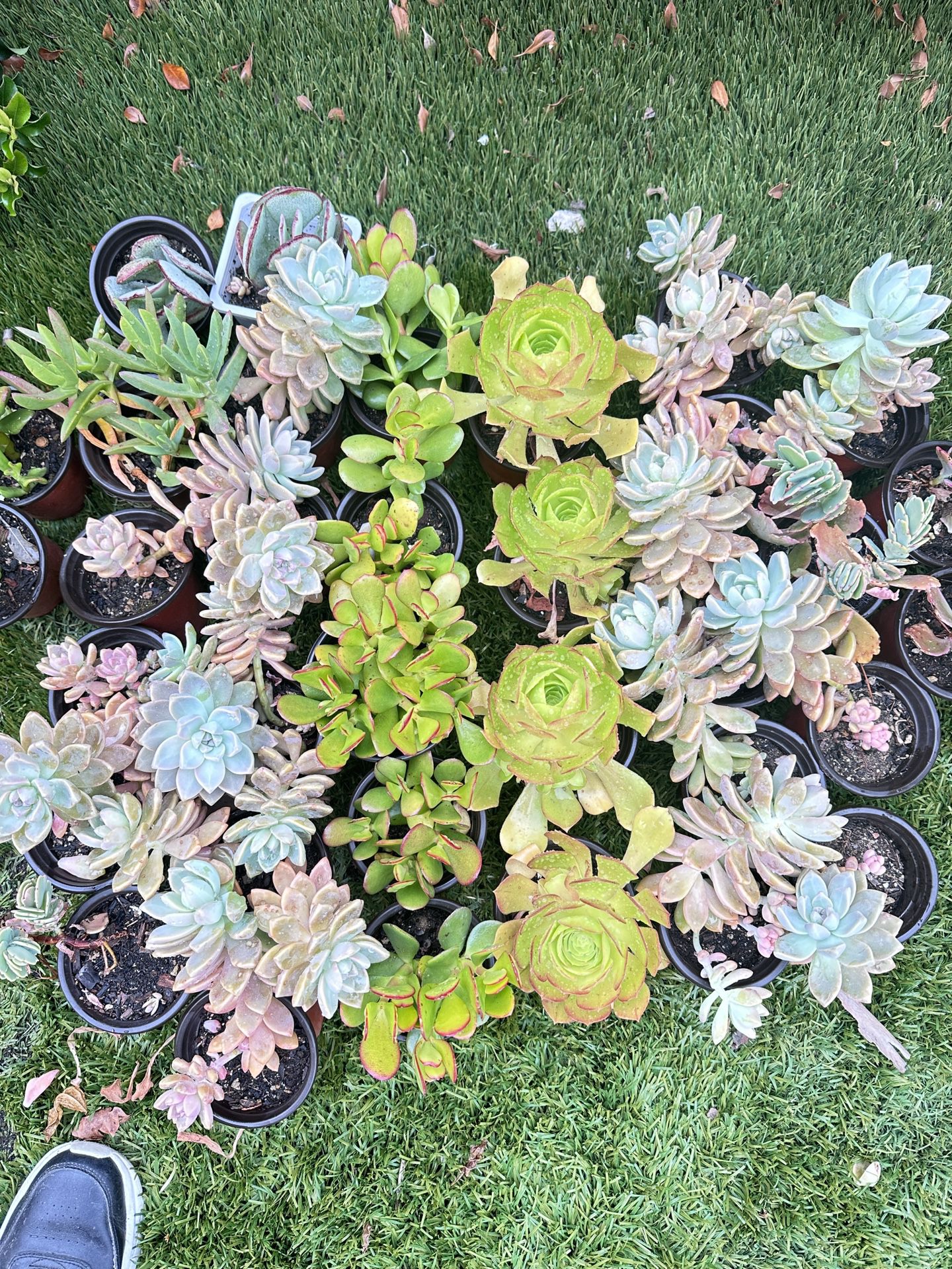 Succulents in 4 inches Pot