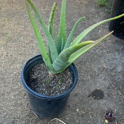Aloe Vera Plant, Sabila Free, Gratis 
