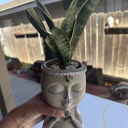 Planta de suculentas