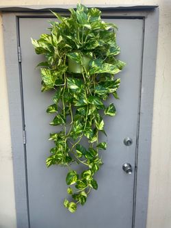 Pothos Patricio Trailing House Plant 6” Hanging Pot