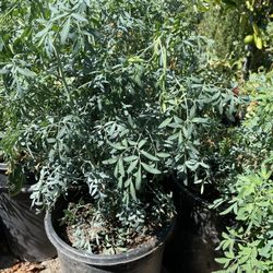 Planta de Ruda/ Rue Plant