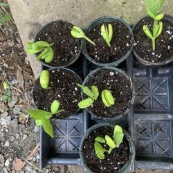 Sword Bean  And  Indian  Eggplant Seedlings 