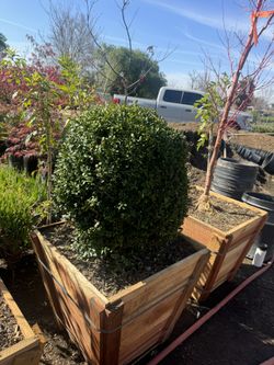 Boxwood Globe “ Shrub”