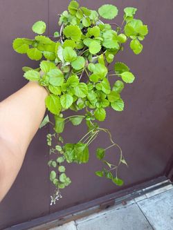 6” swedish ivy