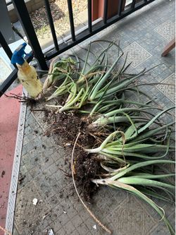 Baby Succulants. All for $15