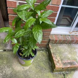 Ratkirani/Night Blooming Jasmine  /Hasnahena Plants -started to bloom ( 25”inches bush