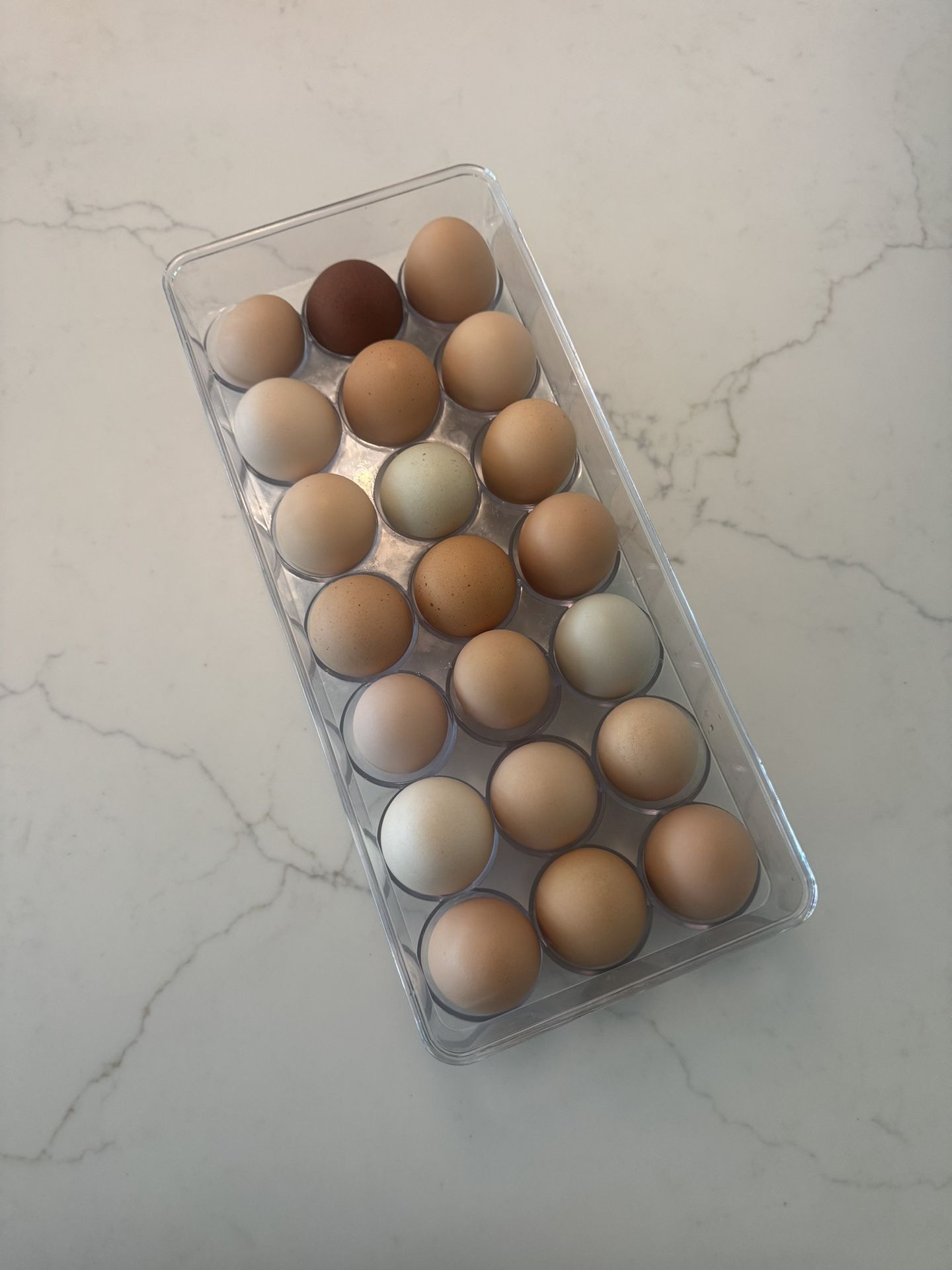 Hatching Fertalized Eggs. 12/$20