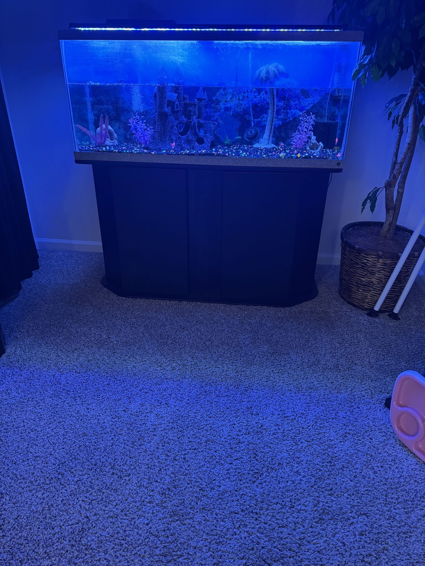 55 Gallon Fish tank With Fish