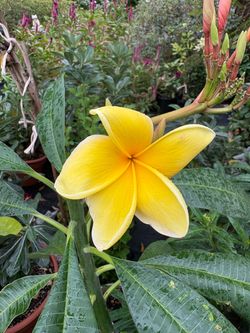Yellow plumeria plant