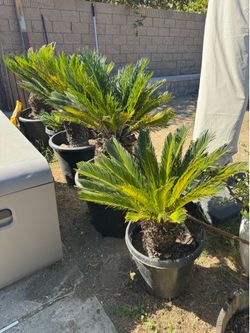 Mature sago palms