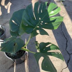 Swiss Cheese Plant