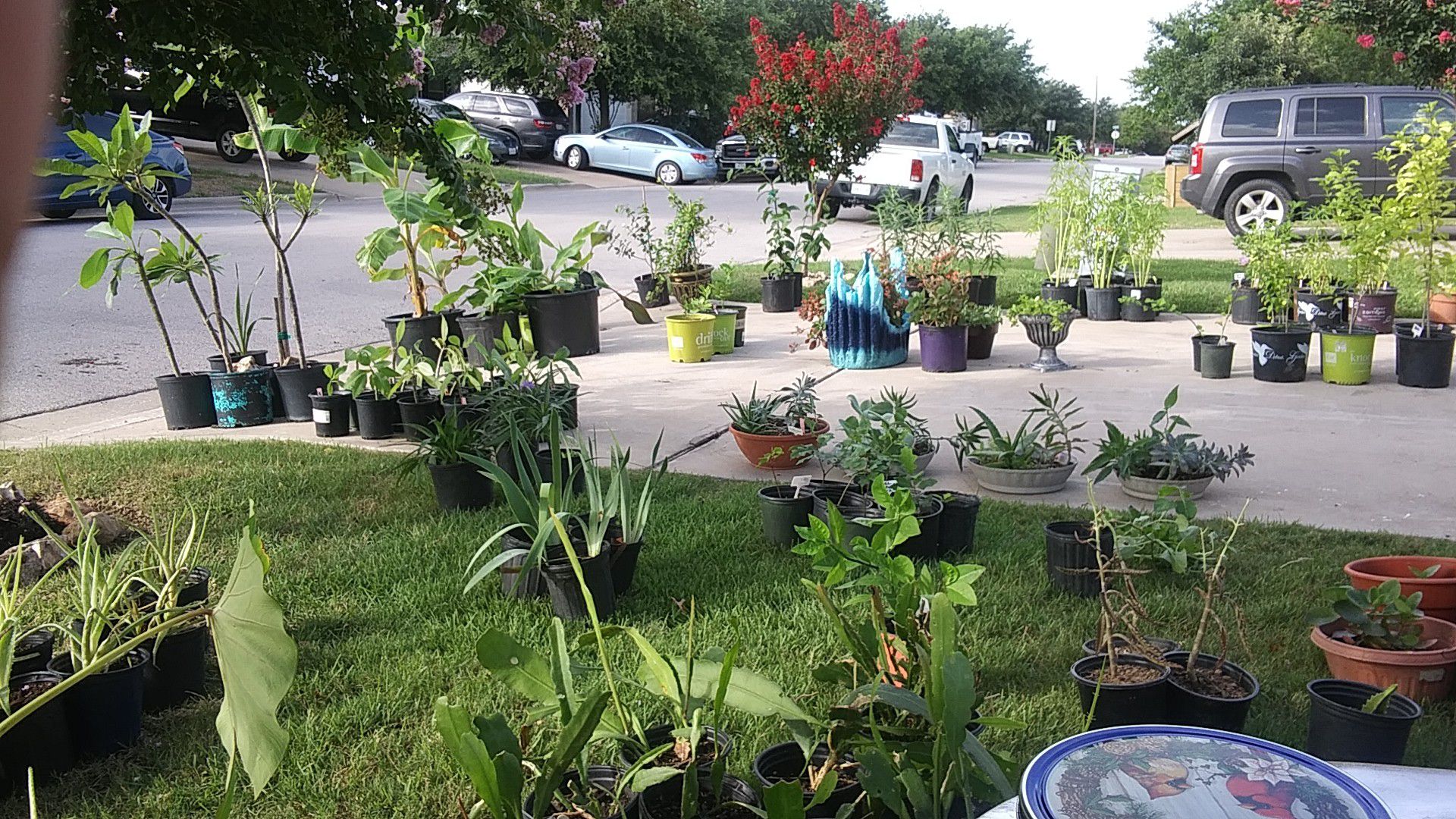 Plant sale today