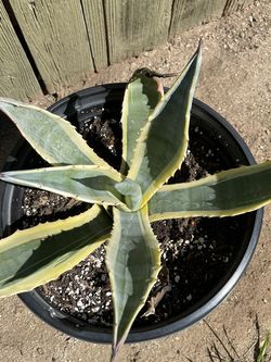 Agaves