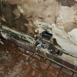 Mold Remediation 