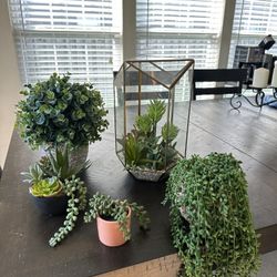 Plants