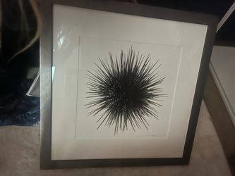 2/40 Photograph Collectors Piece: Framed Sea Urchin Art Print