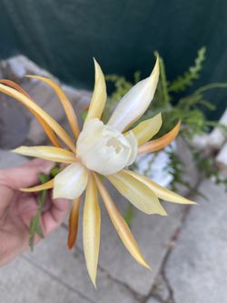 Fishbone Cactus Epiphyllum Ric Rac Or Zig Zag Cactus Blooming Plant, In 6 Inch Pot Pick Up only