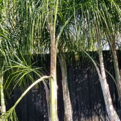 Cold Hardy palms 10' tall delivered and planted