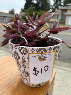 Plant