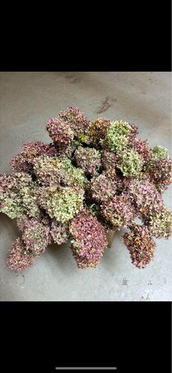 Dried flowers