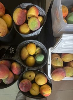 mangoes