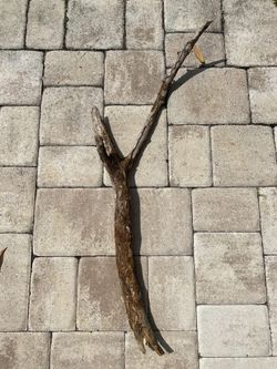 Small Driftwood - 43 tall