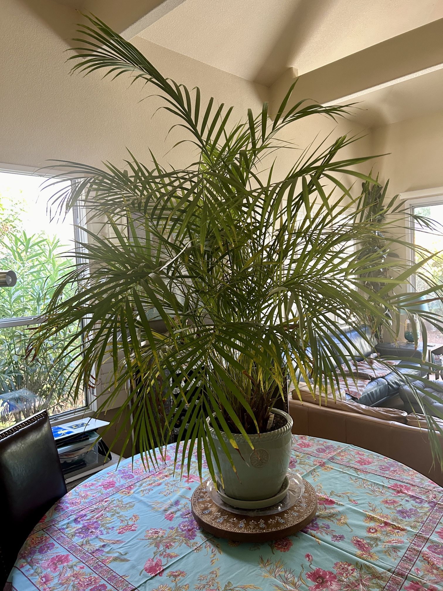Large Indoor Potted Arica Palm Plant