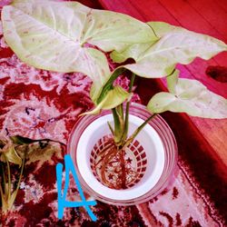 Syngonium Milk Confetti Offsets(READ DESCRIPTION)