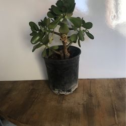 Large Succulent Plant in one gallon pot